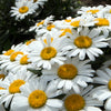 2000 OX EYE DAISY Marguerite Chrysanthemum Leucanthemum White Flower Seeds
