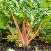 40 PINK FLAMINGO SWISS CHARD Beta Vulgaris Perpetual Spinach Vegetable Seeds