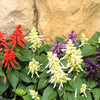 100 MIXED COLORS SALVIA Splendens Red Purple White Pink Sage Flower Seeds