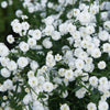 150 PEARL YARROW White Double Achillea Ptarmica Herb Flower Seeds