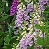 Foxglove Excelsior Mix Seeds – Digitalis Purpurea Mixed Colors Flower – photo 11