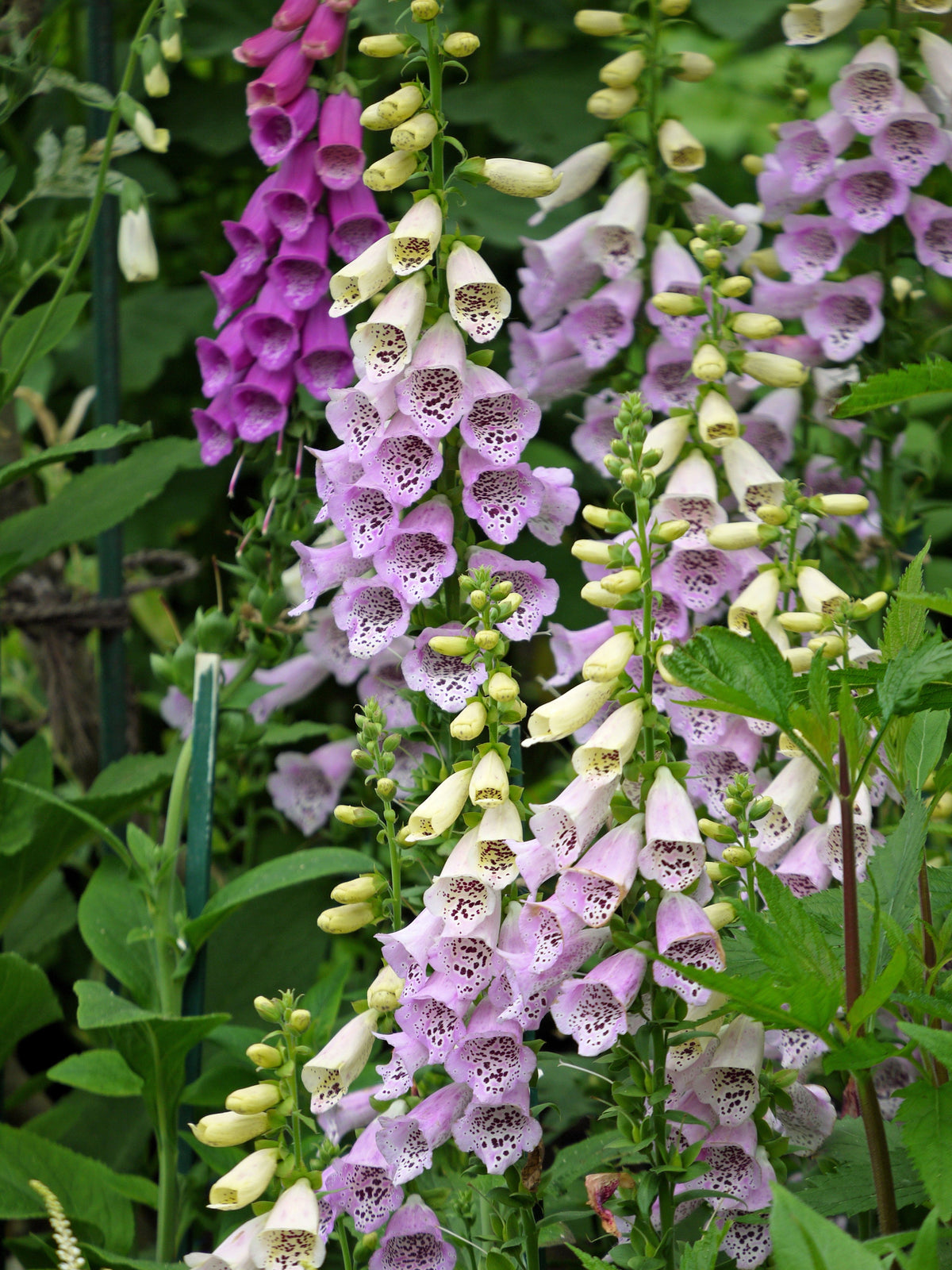 Foxglove Excelsior Mix Seeds – Digitalis Purpurea Mixed Colors Flower – photo 11