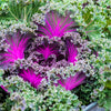 60 ORNAMENTAL KALE MIXED Colors Brassica Oleracea Flower Seeds