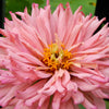 300 Burpeeana Giant Mix CACTUS FLOWERED ZINNIA Elegans Flower Seeds