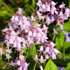 10 WOOD HYACINTH Mixed Colors English Woodland Spanish Bluebell Scilla Campanulata Hyacinthoides Hispanica Pink Purple White Flower Seeds