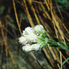 150 White PUSSYTOES Cats Paws Antennaria Flower Seeds