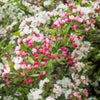 30 Sargent CRAB APPLE Shrub Hummingbird Flower White Red Malus Sargentii Seeds