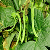 50 KENTUCKY WONDER Pole BEAN Phaseolus Vulgaris Vegetable Seeds