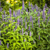 500 PURPLE ANISE HYSSOP (Licorice Mint / Blue Giant) Agastache Foeniculum Herb Flower Seeds