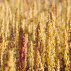 100 Organic PEPPERMINT QUINOA Grain Chenopodium Quinoa White & Green Heads - White Seeds