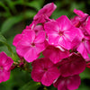 Mixed Colors Drummond Phlox Mix Seeds – Pink, Red, & White Phlox Drummondii Flower – photo 12