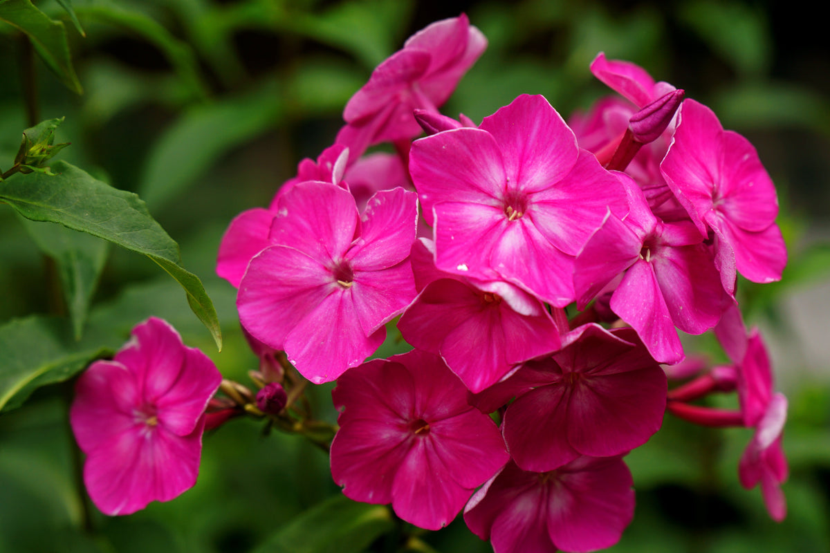 Mixed Colors Drummond Phlox Mix Seeds – Pink, Red, & White Phlox Drummondii Flower – photo 12