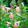 30 CORAL NYMPH SALVIA Coccinea Hummingbird Sage Flower Seeds