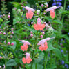 30 CORAL NYMPH SALVIA Coccinea Hummingbird Sage Flower Seeds