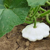 50 WHITE Bush SCALLOP SQUASH (Patty Pan / Paty Pan / Squanter Squash) Summer Cucurbita Pepo Vegetable Seeds
