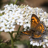 1000 WHITE YARROW Achillea Millefolium Flower Seeds