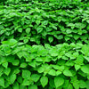 300 GREEN SHISO aka PERILLA Frutescens Ornamental Herb Seeds Green & Purple