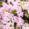 50 PINK ROYAL AZALEA Rhododendron Schlippenbachii Bush Shrub Flower Seeds