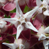 50 SHOWY (Greek) MILKWEED Asclepias Speciosa Flower Seeds