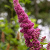 50 Pink STEEPLEBUSH Hardhack Meadow Sweet Spirea Spiraea Tomentosa Shrub Flower Seeds