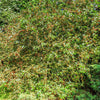 30 Sargent CRAB APPLE Shrub Hummingbird Flower White Red Malus Sargentii Seeds