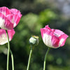 200 Organic AMPHORA POPPY Pink & White Papaver Somniferum Flower Seeds
