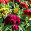 100 CORAL GARDENS Mix CELOSIA Cockscomb Celosia Argentea Cristata Flower Seeds