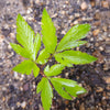 50 FEMALE GINSENG Dong Quai Chinese Angelica Sinensis Herb White Flower Seeds