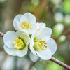 30 FLOWERING QUINCE Fruit Seeds - Pink Red White Orange Flowering Shrub - aka Japanese, Chinese, & Common Quince - Chaenomeles Speciosa