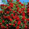 5 RED CLIMBING ROSE Rosa Bush Vine Climber Fragrant Butterfly Flower Seeds