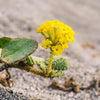 20 YELLOW SAND VERBENA Coastal Abronia Latifolia Arenaria Flower Seeds