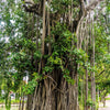 50 BANYAN / BANYAN FIG TREE East Indian Ficus Benghalensis Aerial Root Houseplant Seeds