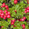 50 LINGONBERRY Mountain Cranberry Vaccinium Vitis-Idea Red Berry Edible Fruit Dwarf Evergreen Shrub Seeds
