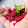 100 STRAWBERRY STICKS / SPINACH Chenopodium Foliosum Fruit Berry Seeds