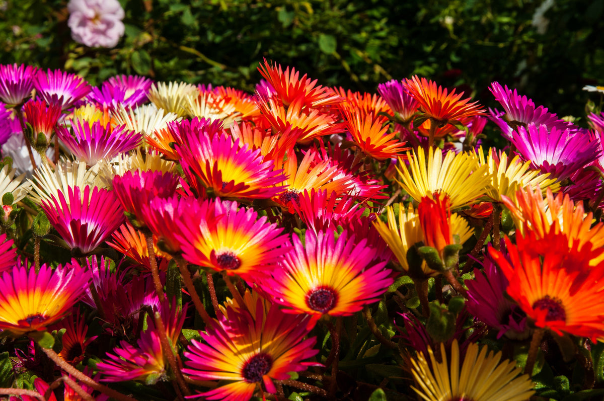 Mixed Colors Ice Plant ( Mesembryanthemum Daisy / Livingstone Daisy ) Dorotheanthus Bellidiformis Flower Seeds – photo 6