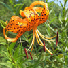 20 COLUMBIAN TIGER LILY Oregon Lily Lilium Columbianum syn. Canadense Parviflorum Orange Maroon Spotted Native Flower Seeds