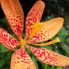 10 FRECKLEFACE BLACKBERRY LILY (Leopard Lily) Belamcanda Chinensis Iris Domestica Flower Seeds