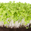 Mibuna Cabbage Seeds – Mibu Greens Japanese Brassica Rapa Japonica Vegetable – photo 5