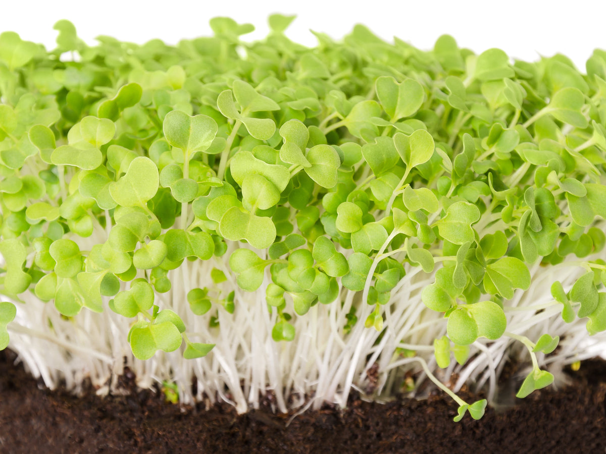 Mibuna Cabbage Seeds – Mibu Greens Japanese Brassica Rapa Japonica Vegetable – photo 5