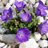 1000 TUSSOCK BELLFLOWER (Carpathian Bellflower) Campanula Carpatica Flower Seeds