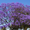 25 BLUE JACARANDA TREE ( Fern Tree / Brazilian Rose Wood / Green Ebony ) Jacaranda Mimosifolia Seeds