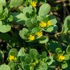 300 Organic GOLDEN PURSLANE Portulaca Sativa Vegetable Herb Yellow Flower Seeds