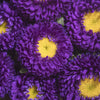Powder Puff Aster Seeds – Mix Callistephus Chinensis Flower – photo 9