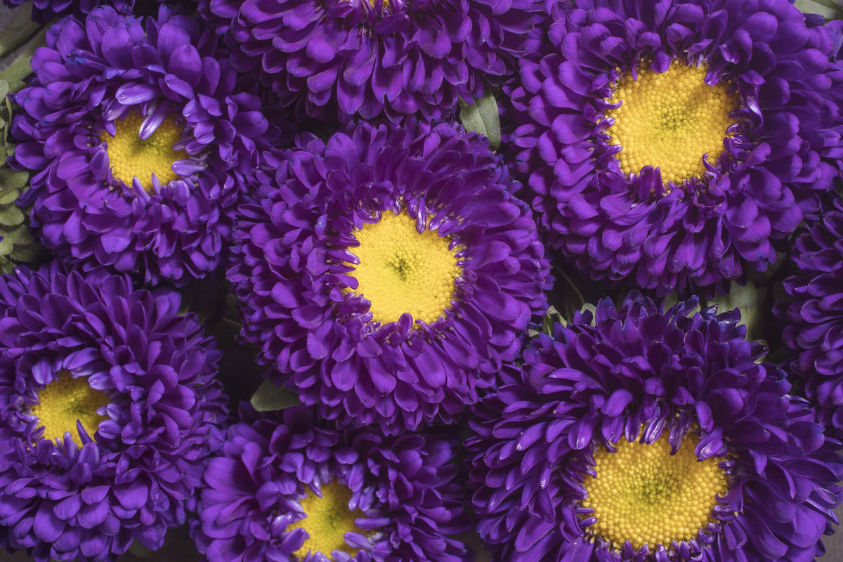 Powder Puff Aster Seeds – Mix Callistephus Chinensis Flower – photo 9