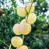 10 BALLOON MILKWEED Hairy Balls Butterfly Weed Asclepias Gomphocarpus Physocarpus Monarch Flower Seeds