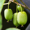 Variegated Arctic Beauty Kiwi Seeds – Fruit Edible Actinidia Kolomikta Vine – photo 6