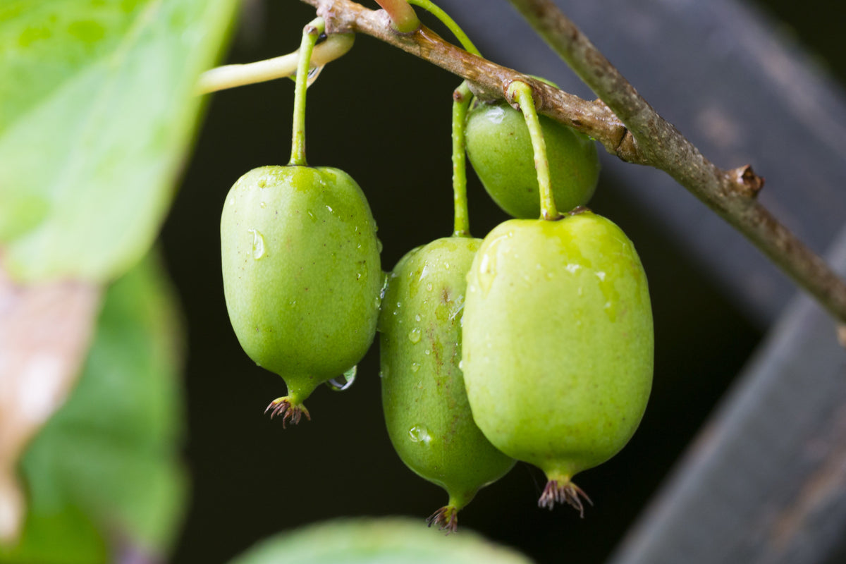 Variegated Arctic Beauty Kiwi Seeds – Fruit Edible Actinidia Kolomikta Vine – photo 6