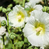 25 WHITE HOLLYHOCK Alcea Rosea Flower Seeds Perennial