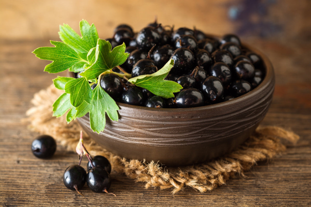 Golden Currant Shrub Seeds – Black Fruit Yellow Flower Ribes Chrysobotrya Aurea