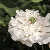 250 WHITE Cloud PEONY POPPY Papaver Peoniflorum Flower Seeds